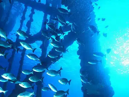 thriving coral reef on an oil rig