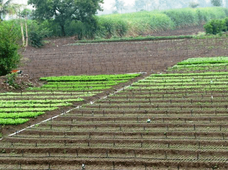 Drip irrigation system monitored by APG Ultrasonic Level Sensors